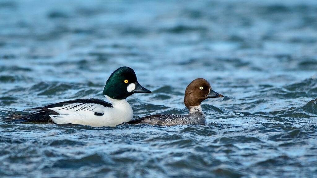 Common Goldeneyes by airboy123 is licensed under CC PDM 1.0